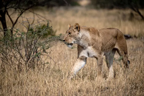 Güney Afrika 'daki Kruger Ulusal Parkı' nda aslan var.