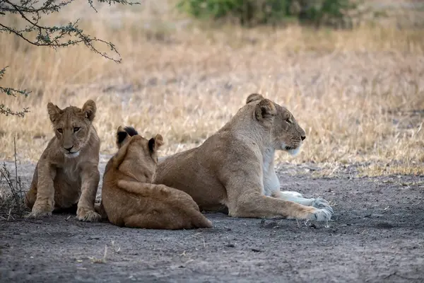 Güney Afrika 'daki Kruger Ulusal Parkı' nda genç yavruları olan aslan yavruları.