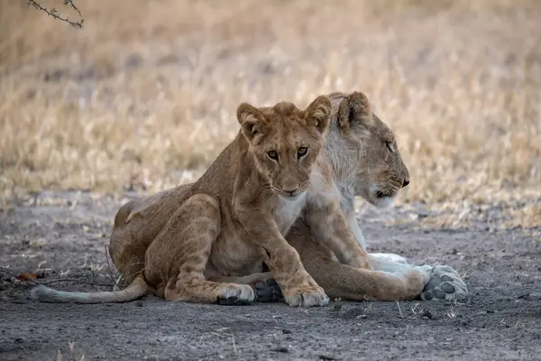 Çim döşeme aslan yavrusu