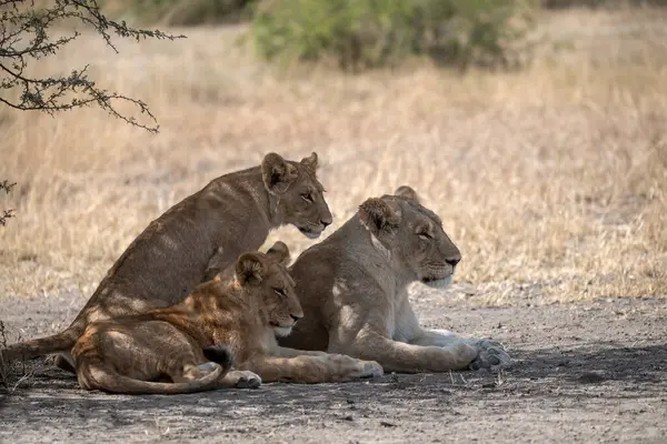 Savanadaki aslanlar, Kenya