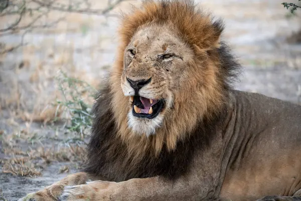 Afrika savanasındaki Afrika aslanı (panthera leo)
