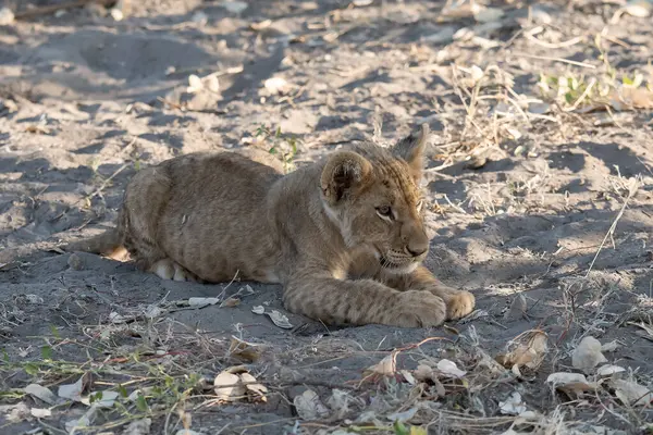 Genç dişi aslan yavrusu yerde yatıyor.