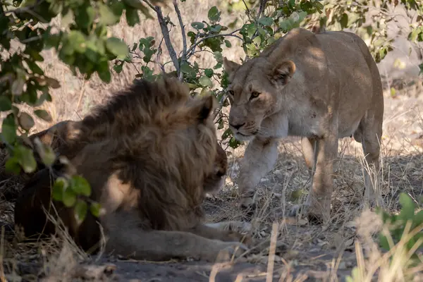 Aslan yavrusuyla aslan. Afrika. Kenya, Afrika.