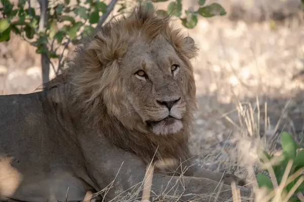 Aslan ın kruger national park, Güney Afrika