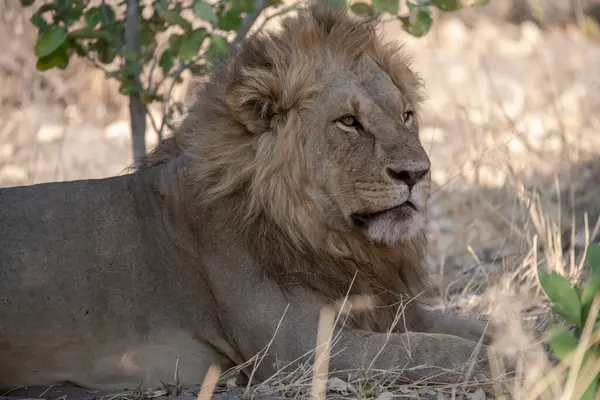 Güney Afrika 'daki Kruger parkında aslan erkek.