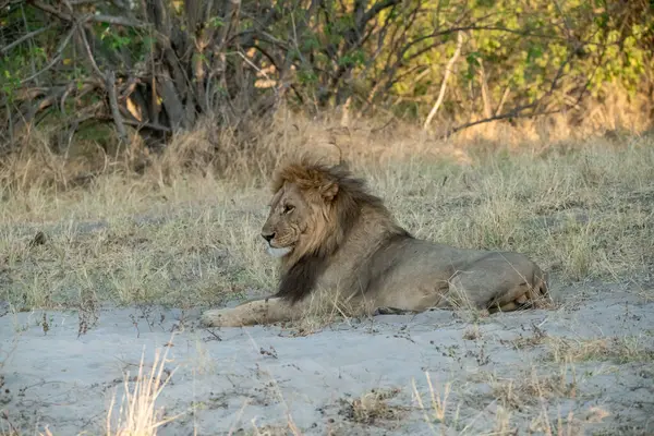 Kruger Park 'taki aslan..