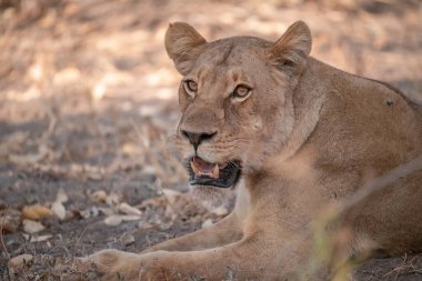 Aslan vahşi Afrika 'da