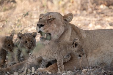 Güney Afrika 'daki Kruger Ulusal Parkı' nda aslan yavruları