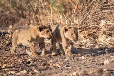 Güney Afrika 'daki Kruger parkında aslan ailesi.