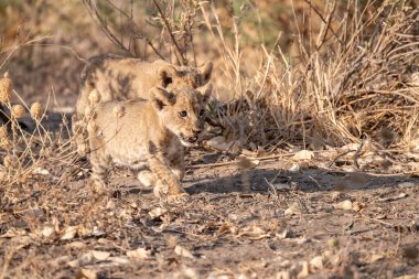 Kruger Ulusal Parkı 'nda aslan ailesi - Güney Afrika
