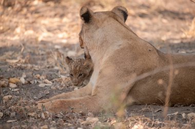 Aslan yavrusu çimlerde