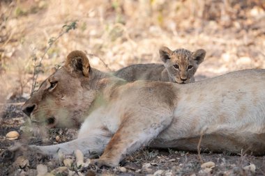 Afrika savanındaki aslanlar ve dişi aslanlar.