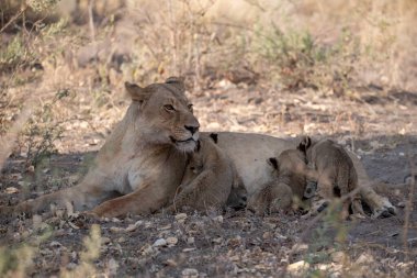 Aslan çalıların arasında ulusal parkta yatıyor.