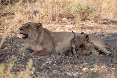 Afrika savanındaki aslanlar
