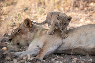 Anne ile aslan yavrusu