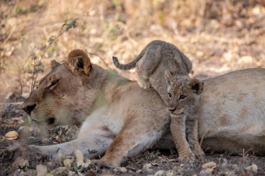 Güney Afrika 'daki Kruger Ulusal Parkı' nda aslan ailesi.