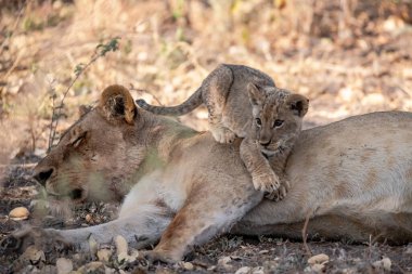Güney Afrika 'daki Kruger Ulusal Parkı' nda aslan yavrusu.