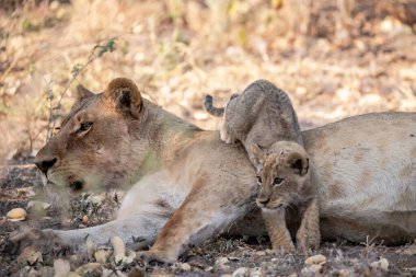 Kruger Park 'taki aslan.