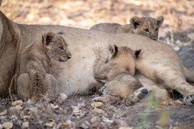 Aslan yavruları genç bir anneyle oynuyorlar.
