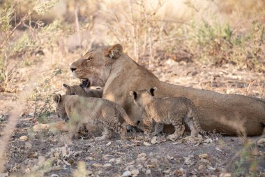 Güney Afrika 'daki Kruger Ulusal Parkı' ndaki savanda aslanlar.