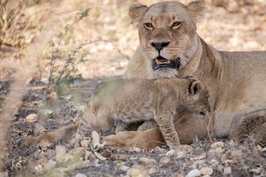 Namibya 'da dişi aslan ve aslan.