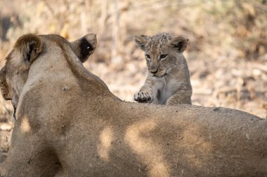 Genç dişi aslan yavrusu