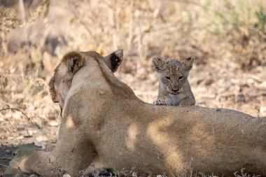 Çim döşeme aslan yavrusu