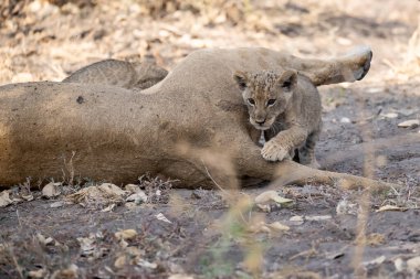 Genç aslan çimde yatıyor Chobe Ulusal Parkı 'nda, chomi, botswana.