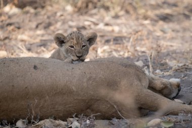 lion laying down in the sand in the chochonational park, botswana
