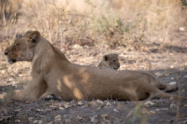 Otların arasında dinlenme aslan yavrusu