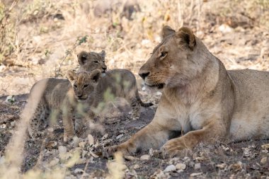 Kenya savanındaki aslan