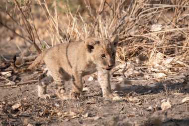 Kruger Ulusal Parkı 'nda aslan yavrusu