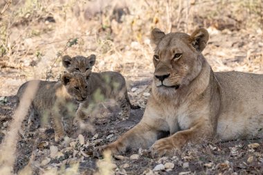 african lion in kruger park in africa