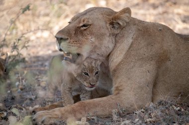 Güney Afrika 'daki Kruger Ulusal Parkı' nda annesinin sırtına uzanmış aslan yavrusu..