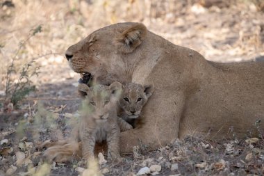 Güney Afrika 'daki Kruger Milli Parkı' nda oynayan aslan yavrusu.