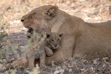 Aslan yavrusu ve bebeği olan anne.