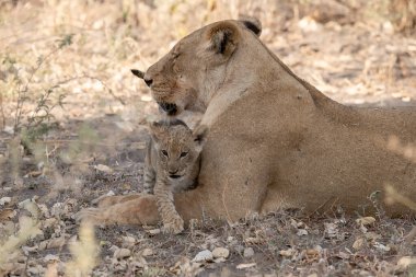 Genç aslanlar vahşi doğada