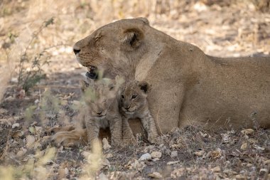 Aslan yavrusu Kenya 'nın ulusal doğasında kuru zeminde yatıyor.