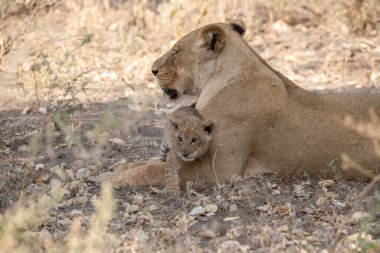 Güney Afrika 'daki Kruger Ulusal Parkı' nda aslanlar
