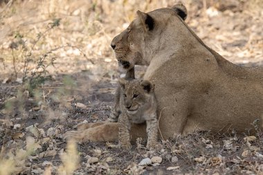 Aslan yavrusu çimlerde
