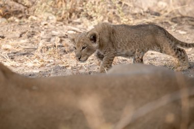 Kruger Ulusal Parkı 'ndaki genç aslan.