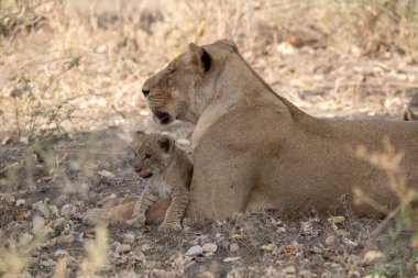 Aslan yavrusu yerde yatıyor.