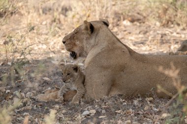 Güney Afrika 'daki Kruger Ulusal Parkı' nda aslan yavrusu.