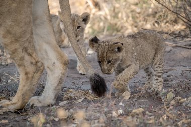 Çölde aslan yavruları