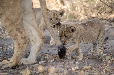 aslan yavrusu ve yavrusu