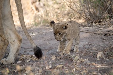Namibya 'daki genç aslan yavrusu.