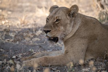 Güney Afrika 'daki Kruger Ulusal Parkı' nda aslan var.