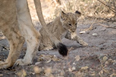 Genç aslan yavrusu annesiyle oynuyor.