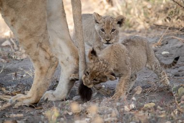young lion cub with mother of lion