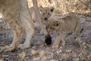 Kuru toprakta yürüyen yavru aslanla.
